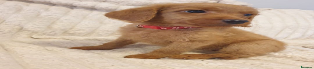 Red collar