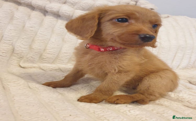 Labradoodle dogs - Advert 4