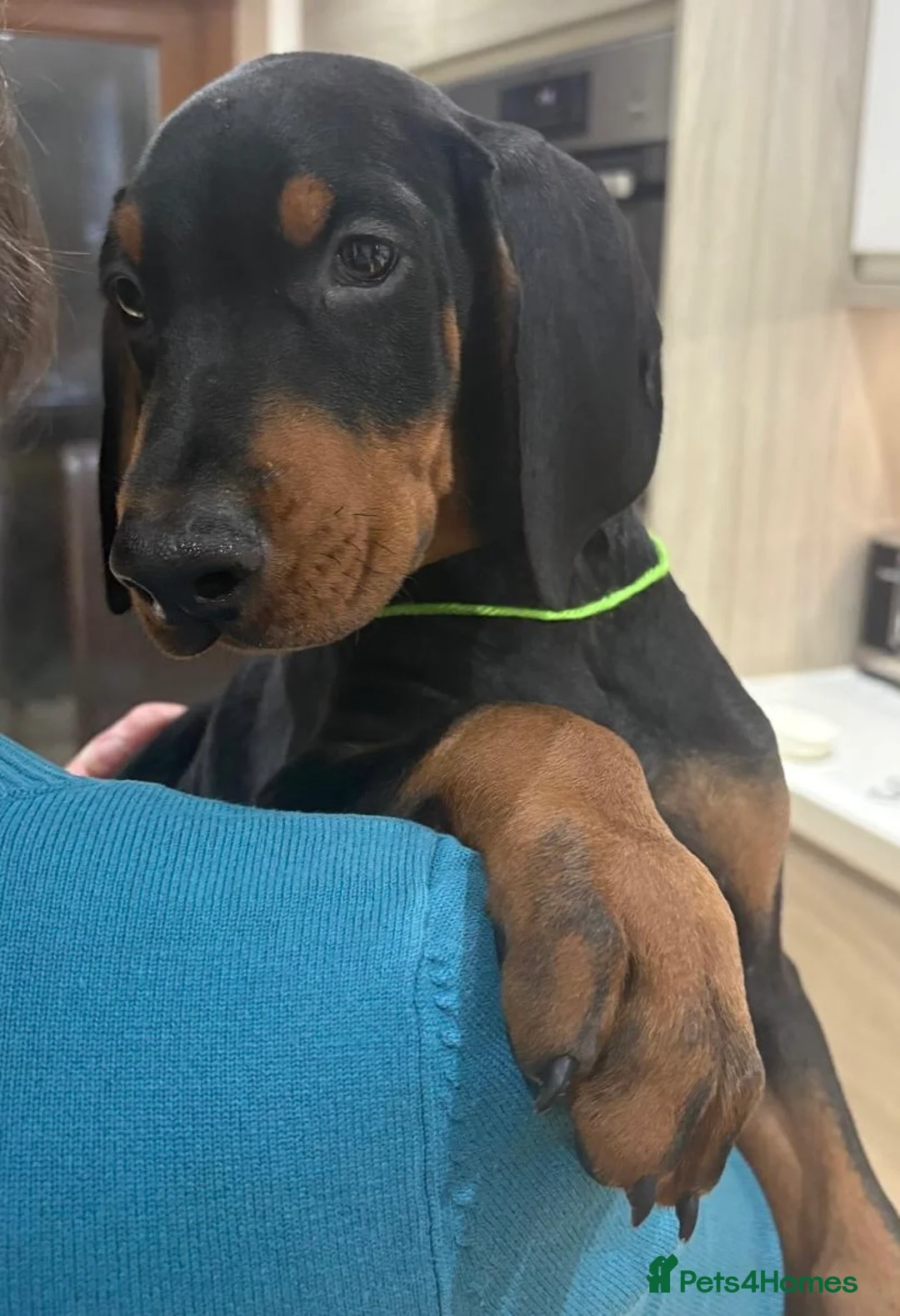 Dobermann dogs for sale: Dobermann Puppies For Sale - Advert 4