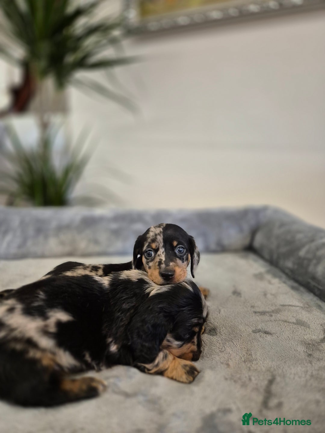 Dachshund dogs for sale: 💙Miniature Dachshund puppies! First litter!🩷  - Advert 29