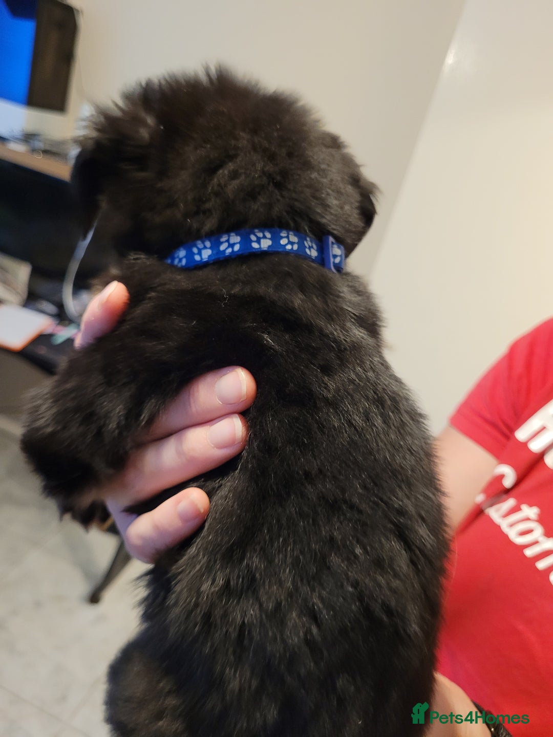 Mixed Breed dogs for sale: German Shepherd X Labrador  - Image 13