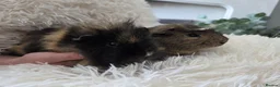 Guinea Pig rodents for sale: Two gorgeous young Guinea Pigs - Advert 2
