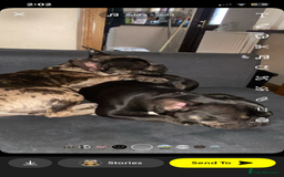 French Bulldog dogs for sale: Chocolate Isabelle Merle black white brindle mum  - Image 1