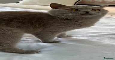 British Shorthair cats - Advert 10