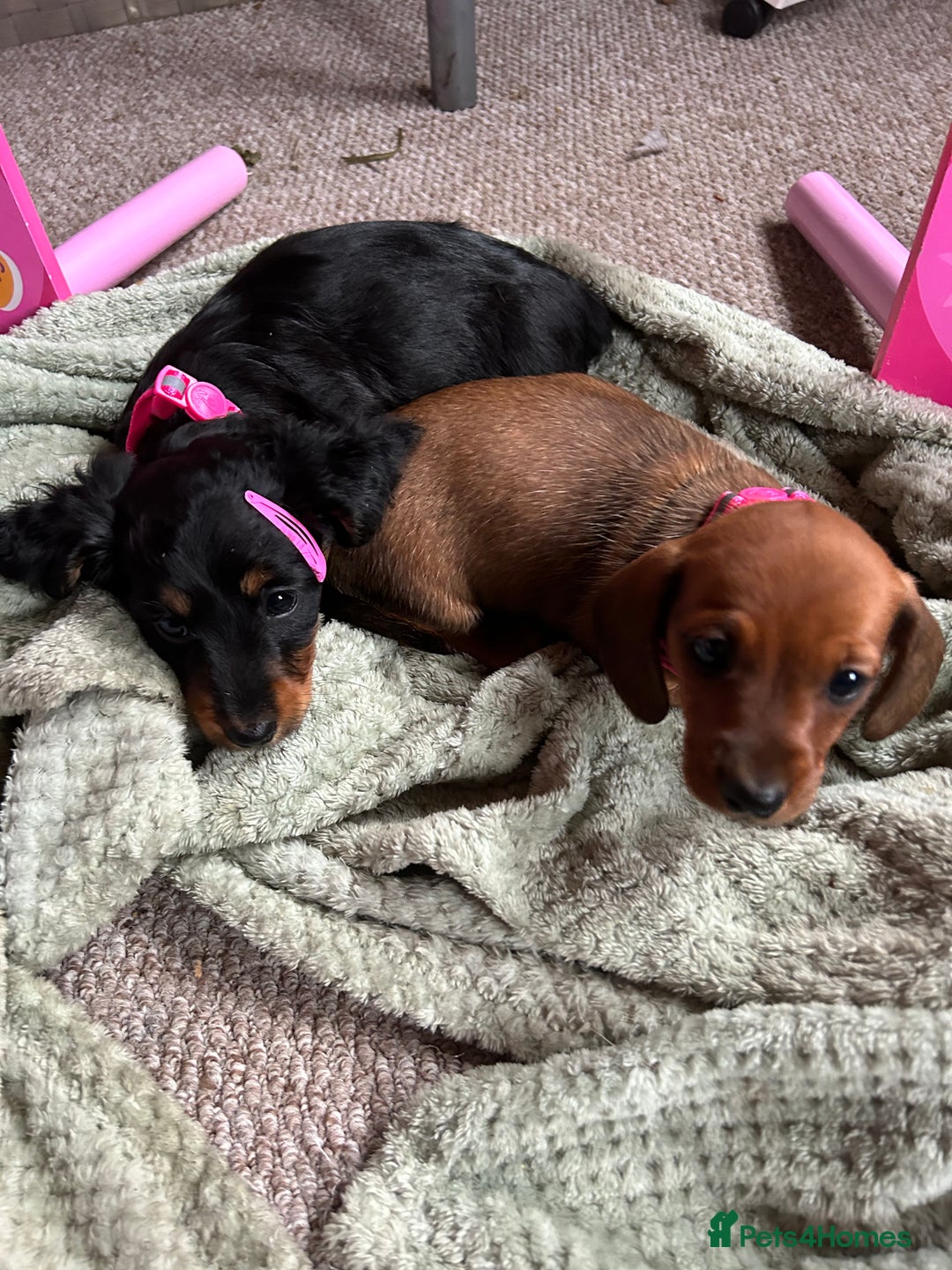 Dachshund dogs for sale: baby girls dachshunds  - Advert 1
