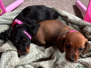 Dachshund dogs baby girls dachshunds - Advert 4