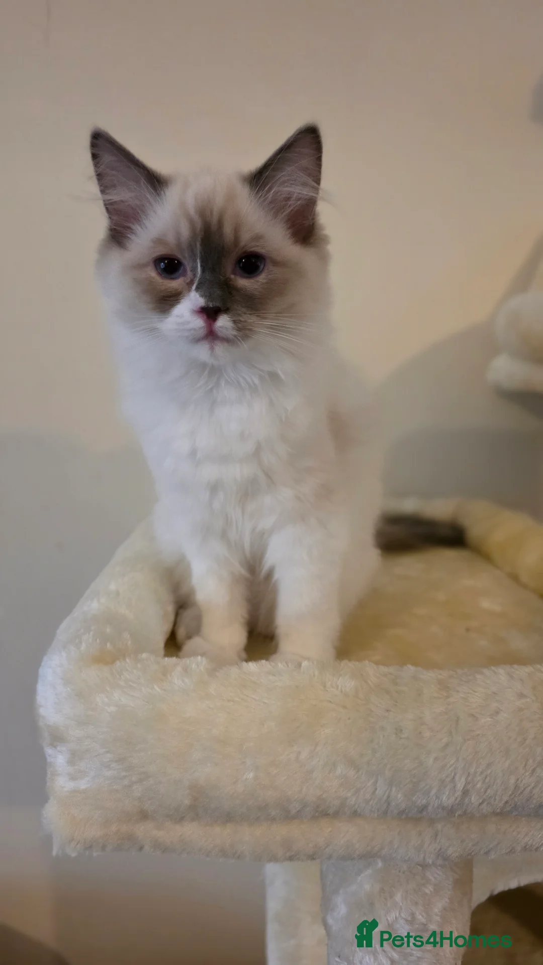 Ragdoll cats for sale: Blue Bicolour Female Ragdoll - Advert 6
