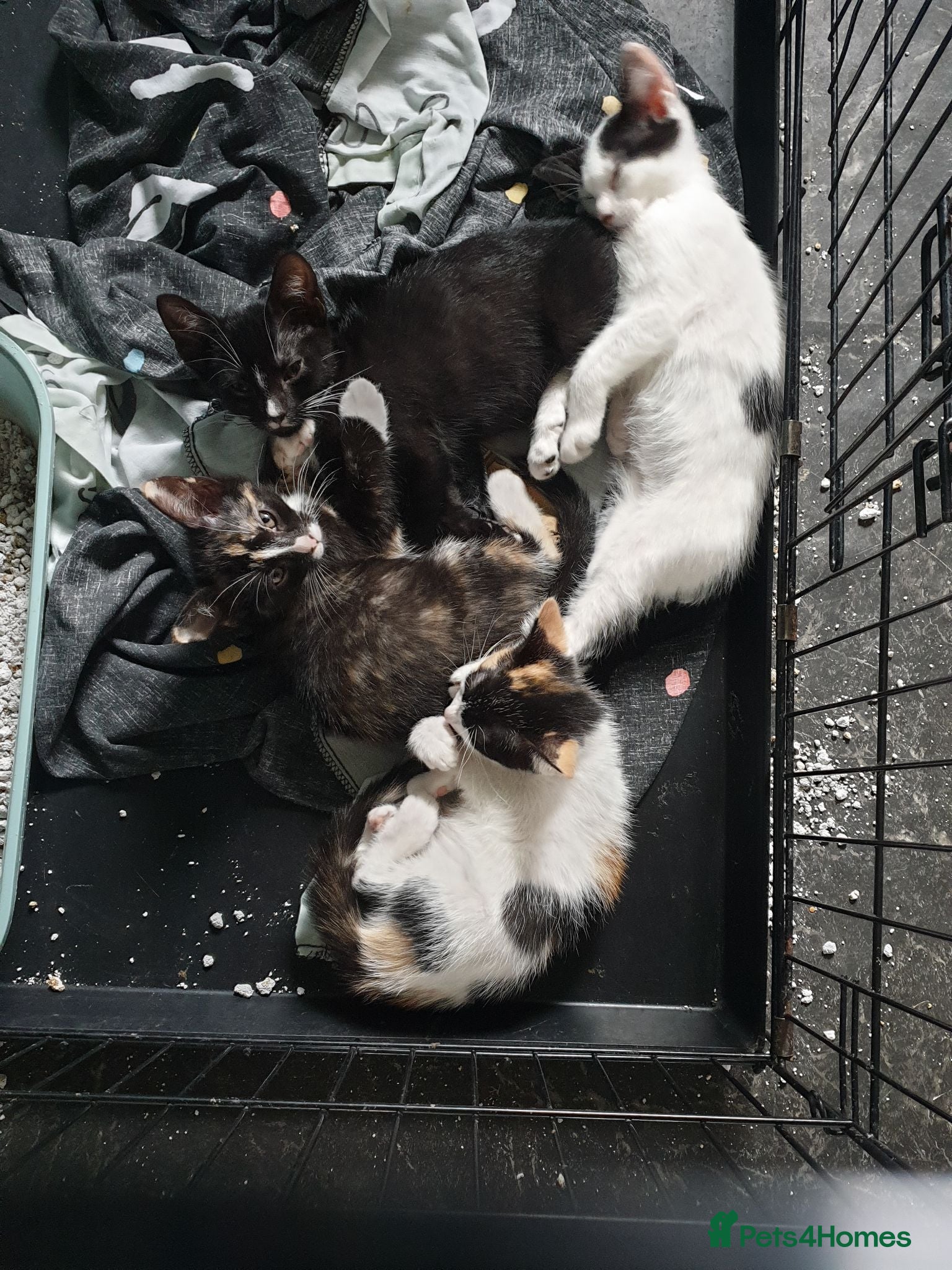 Mixed Breed cats beautiful kittens needing their forever home asap - Advert 6