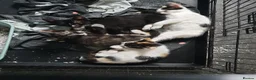 Mixed Breed cats for sale: beautiful kittens needing their forever home asap - Advert 1