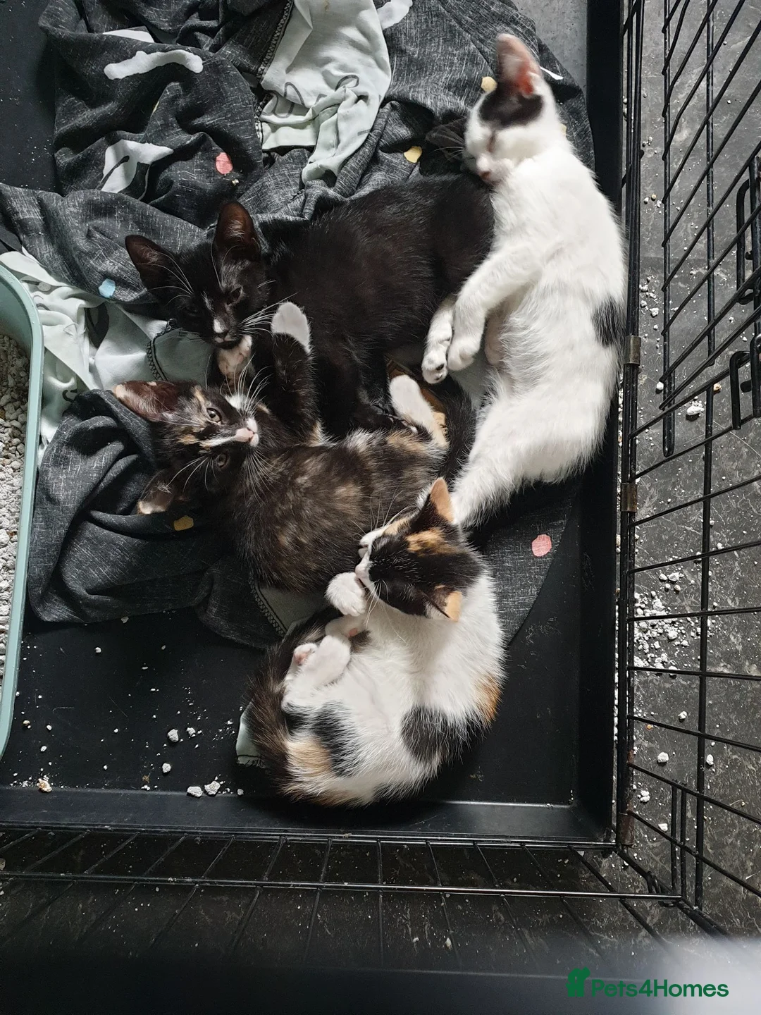 Mixed Breed cats for sale: beautiful kittens needing their forever home asap - Advert 1