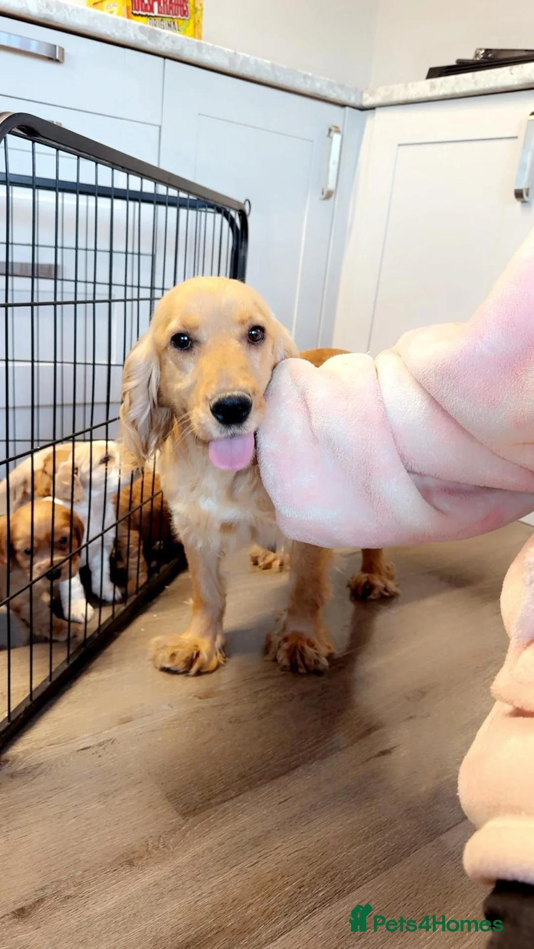 Cocker Spaniel dogs for sale: Cocker spaniel pups - Advert 19