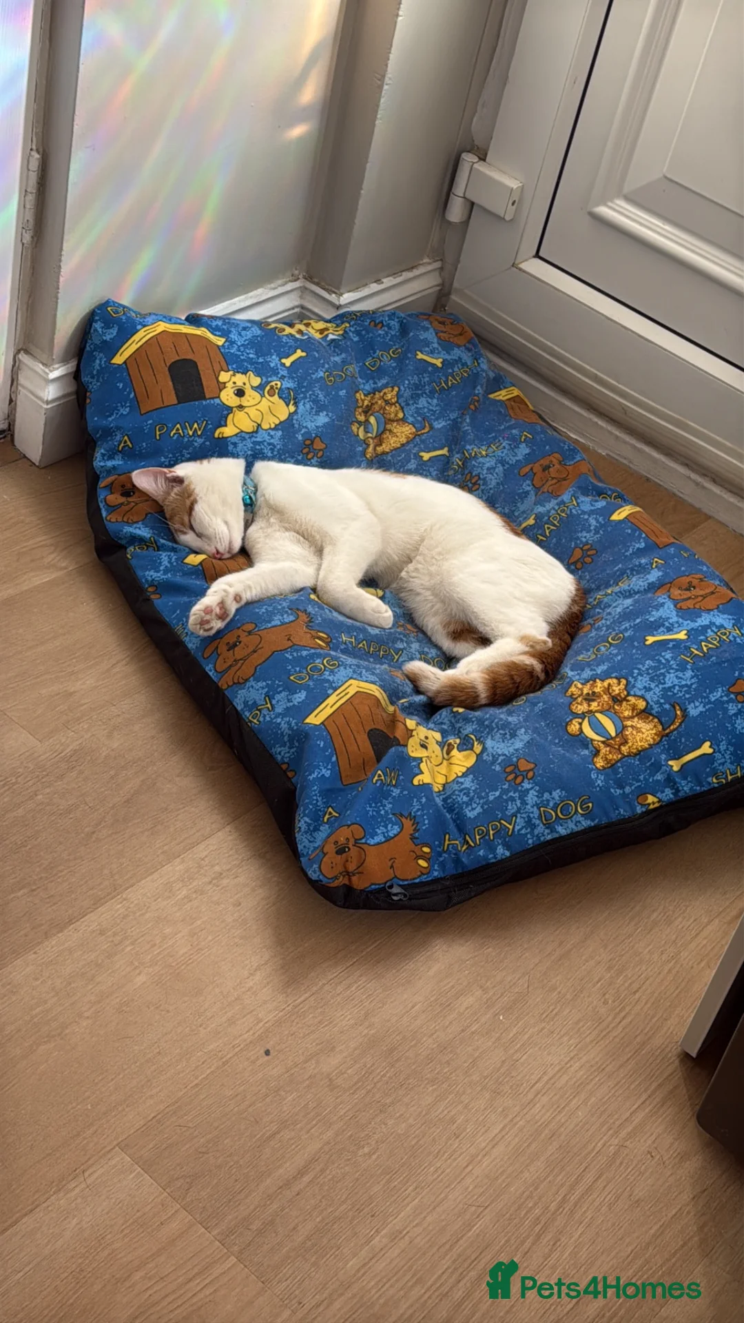 Domestic Shorthair cats for sale: Loving kitten  - Advert 6