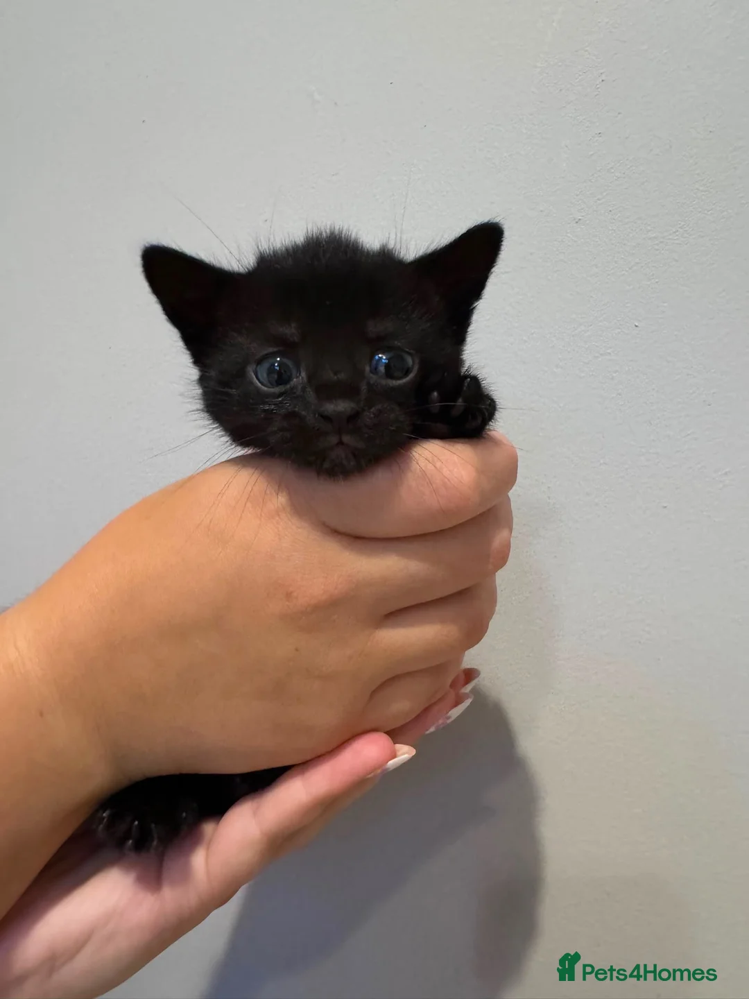 Mixed Breed cats for sale: Two beautiful black/black and white kittens  in Millom - Advert 3