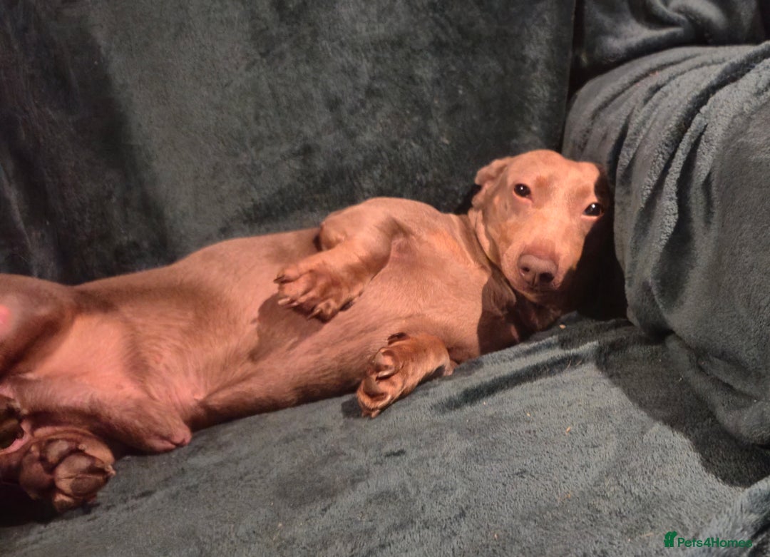 Dachshund dogs for sale: Isabella boy kc registered - Advert 2