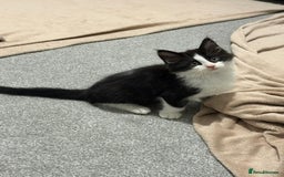 Domestic Shorthair cats for sale: 2 fluffy boys left - Advert 7