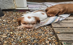 Cocker Spaniel dogs for sale: Cocker spaniel puppies  - Image 13