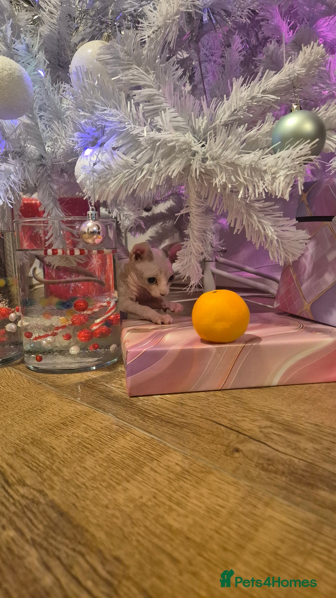 Sphynx cats for sale: Exclusive Sphynx Kittens Looking for Forever Homes - Advert 8