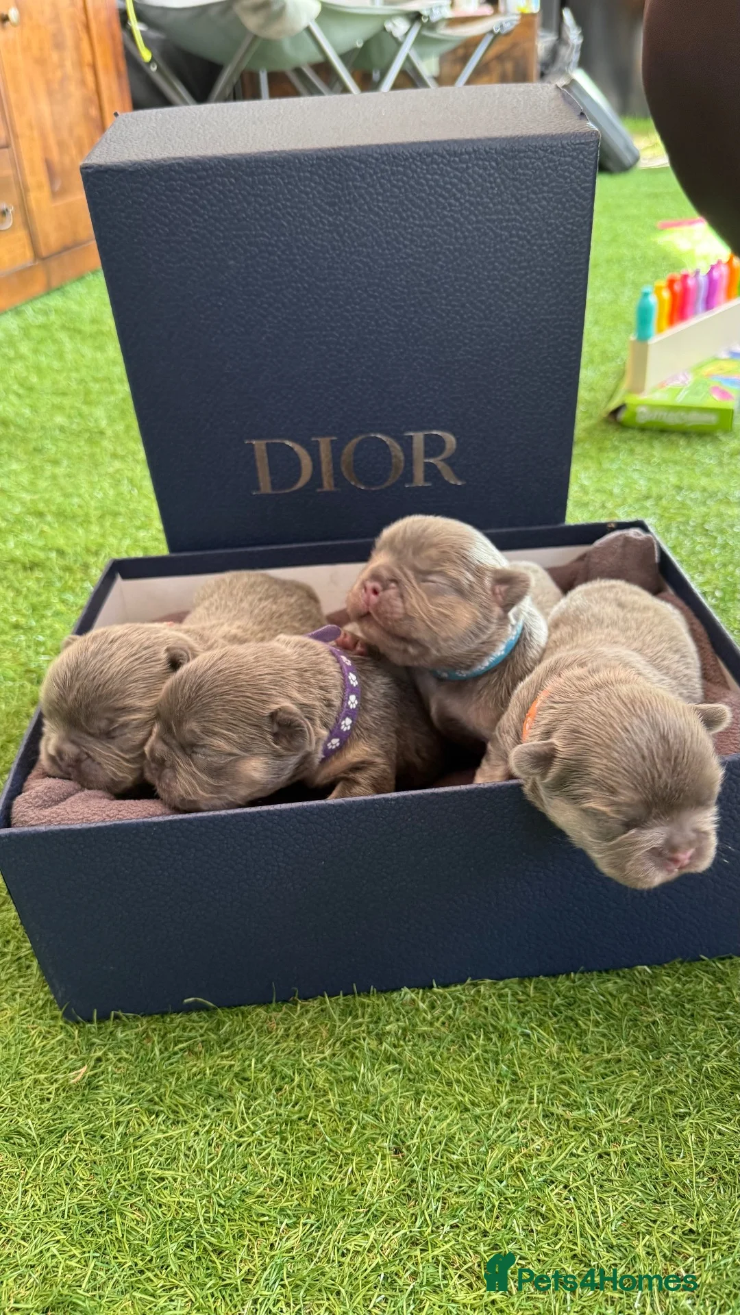 French Bulldog dogs for sale: Fluffy Frenchie Females  in Doncaster - Advert 2