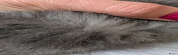 Mixed Breed cats for sale: Grey Tabby Female Kitten – British Shorthair Mix - Advert 11
