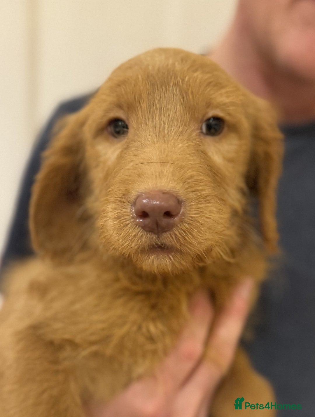 Labradoodle dogs for sale: 5* Fully Vaccinated Australian Labradoodle x Lab - Advert 20