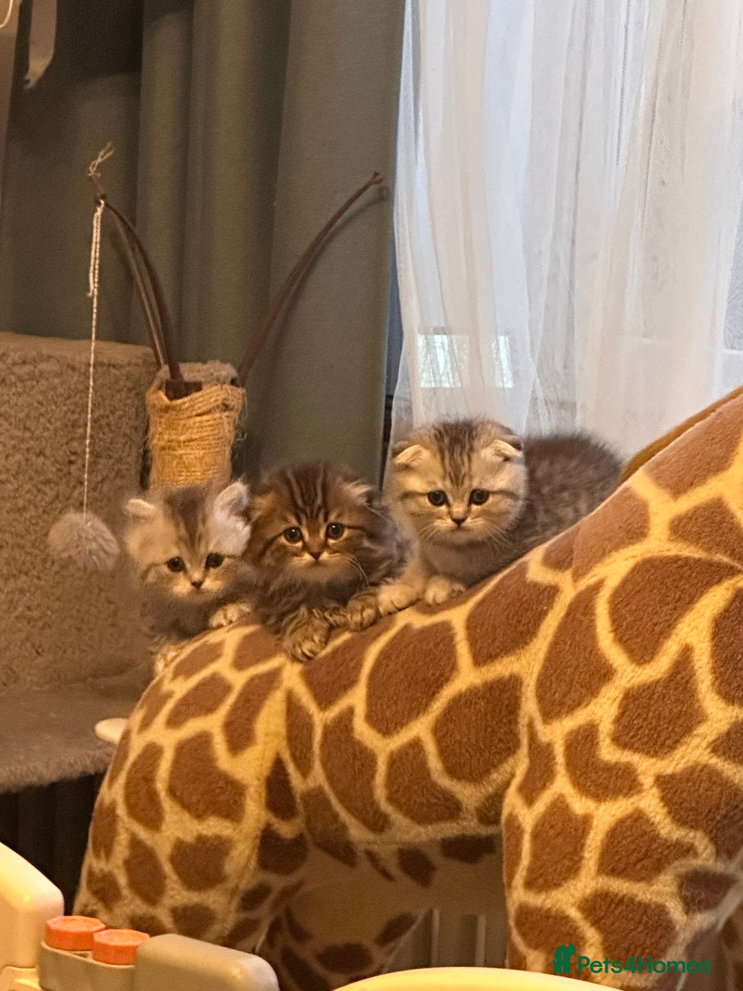 Scottish Fold cats for sale: Adorable Scottish Fold Kittens Ready for New Homes - Image 29