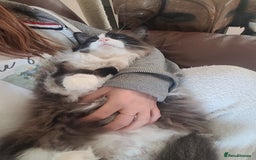 Mixed Breed cats for sale: Hella and Loki - Image 16
