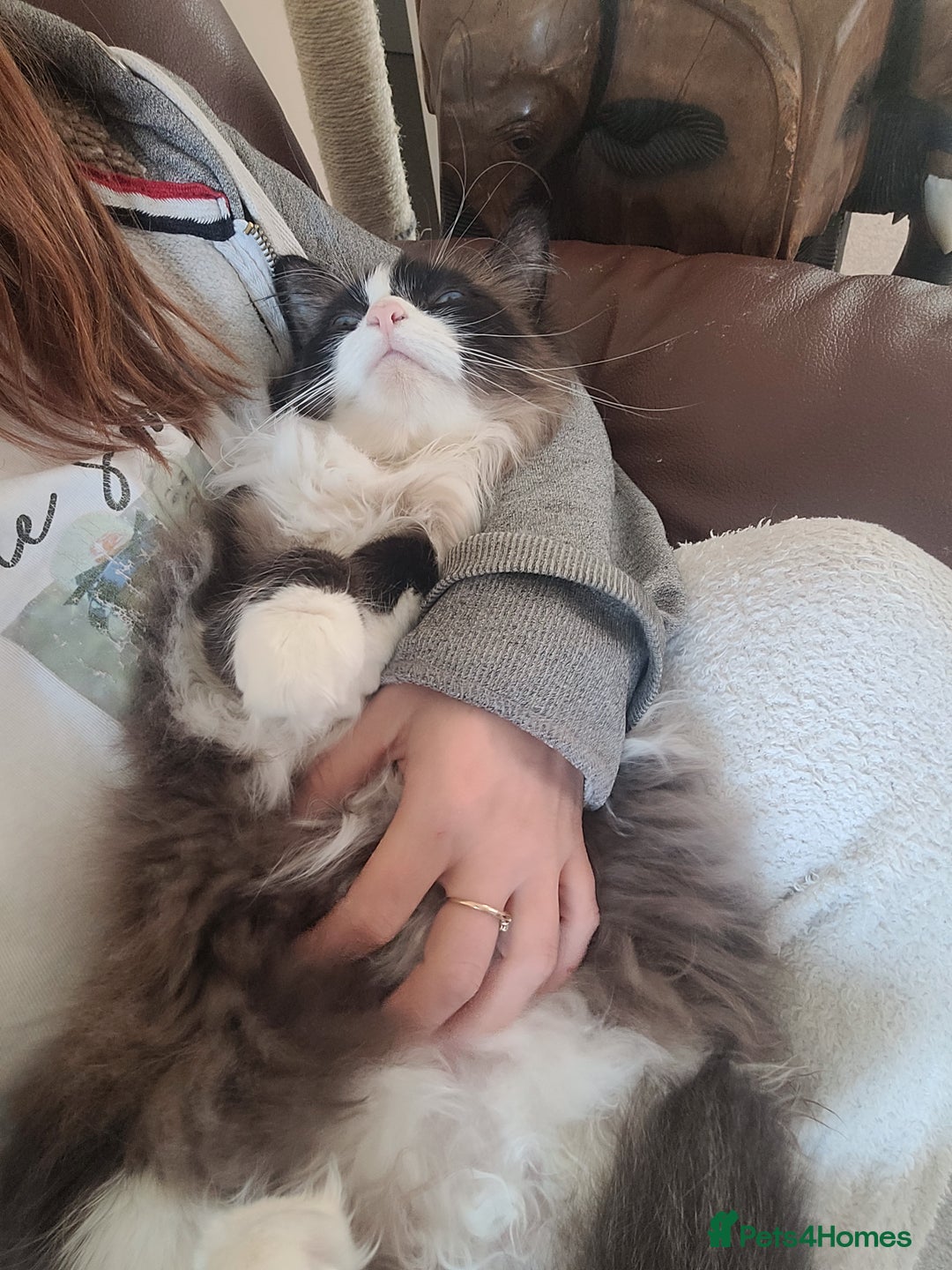 Mixed Breed cats for sale: Hella and Loki - Image 16