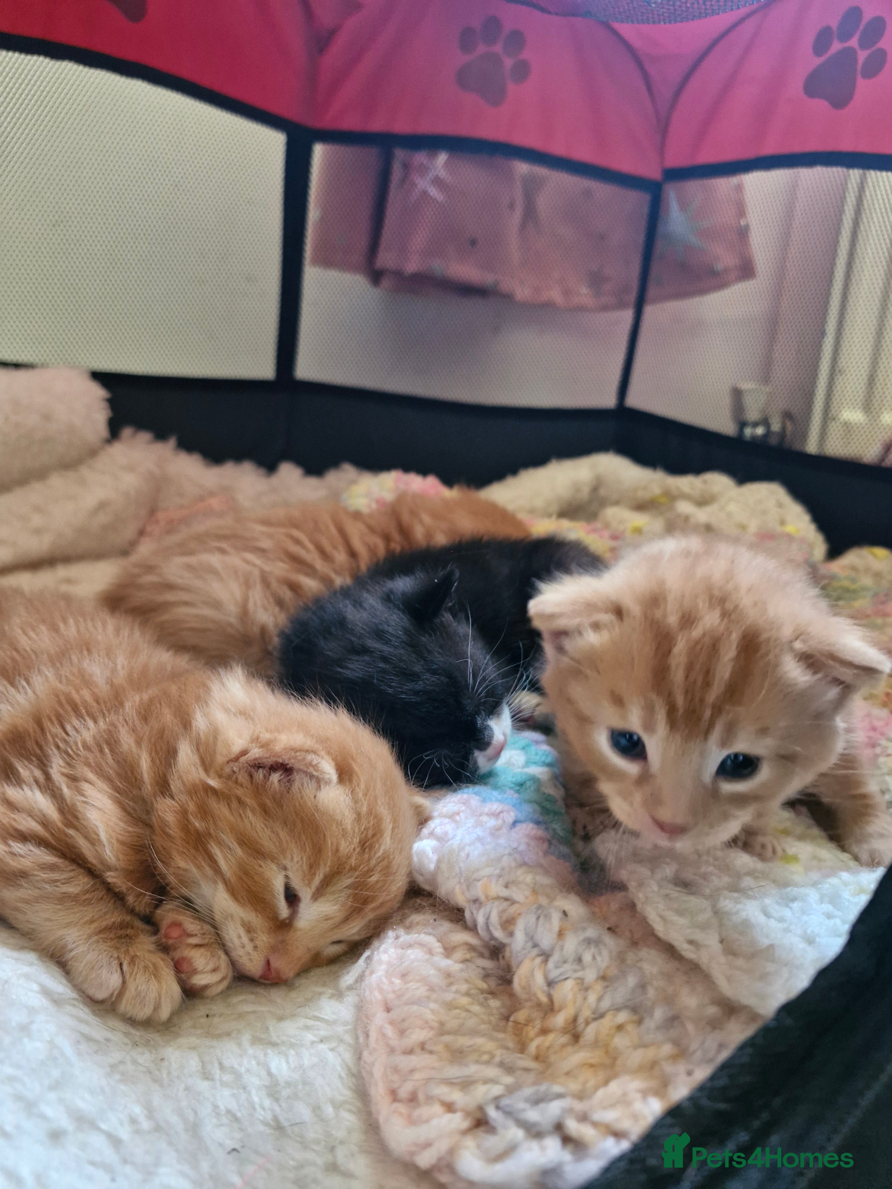 Mixed Breed cats for sale: Cute ginger kittens 1 short haired 2 fluffy  in Liverpool - Advert 3