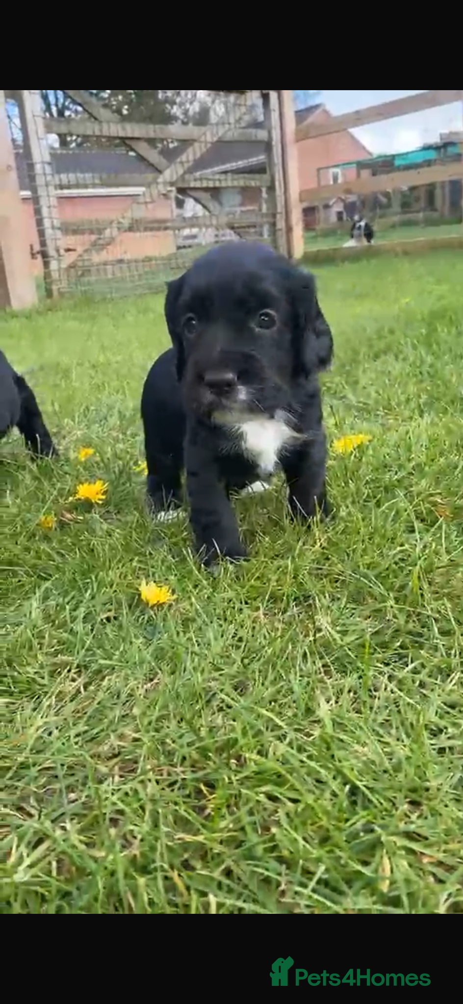 Cocker Spaniel dogs Stunning KC working cocker spaniels  - Advert 1