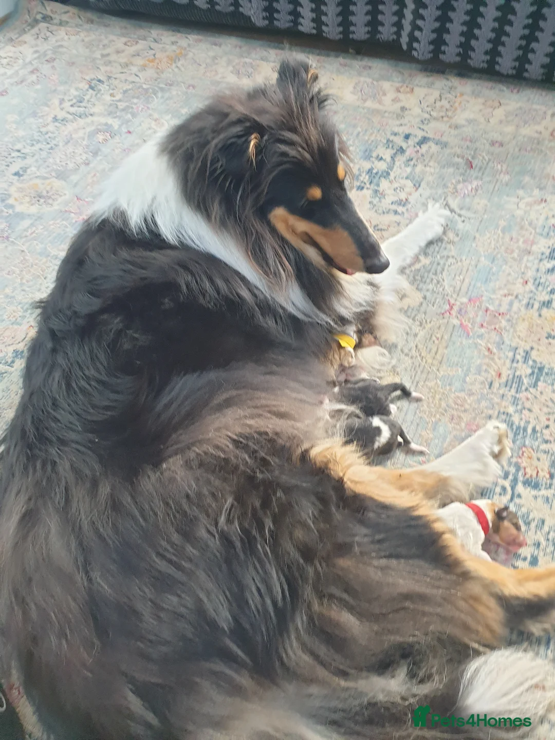Rough Collie dogs for sale: Outstanding litter of four male Rough collie's  - Advert 9