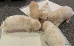 Bichon Frise dogs for sale: Bichon Maltese - Image 8