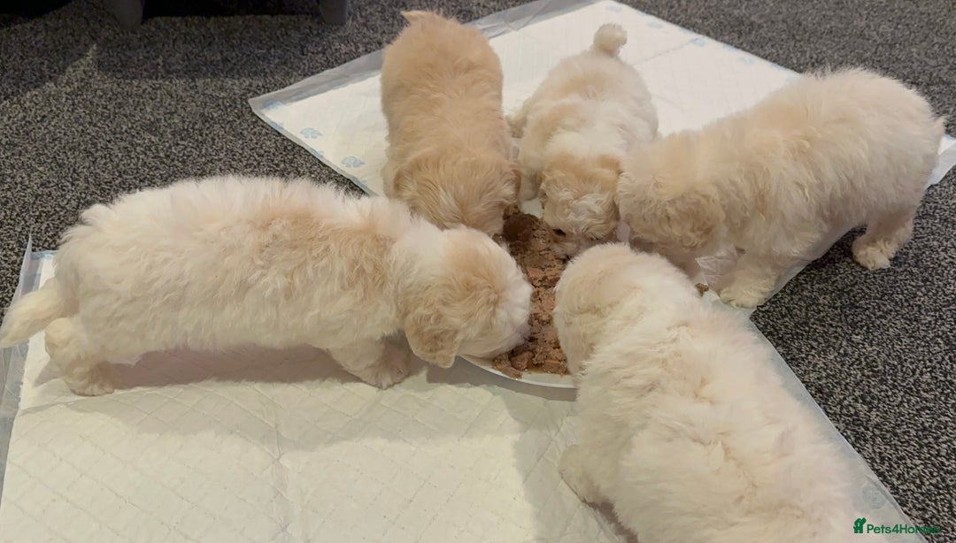 Bichon Frise dogs for sale: Bichon Maltese - Image 8
