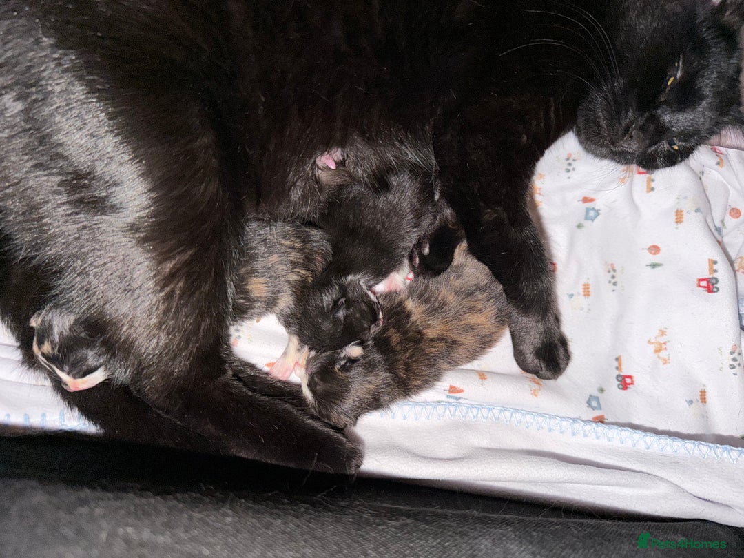 Bombay cats for sale: 1 black boy available  - Advert 2