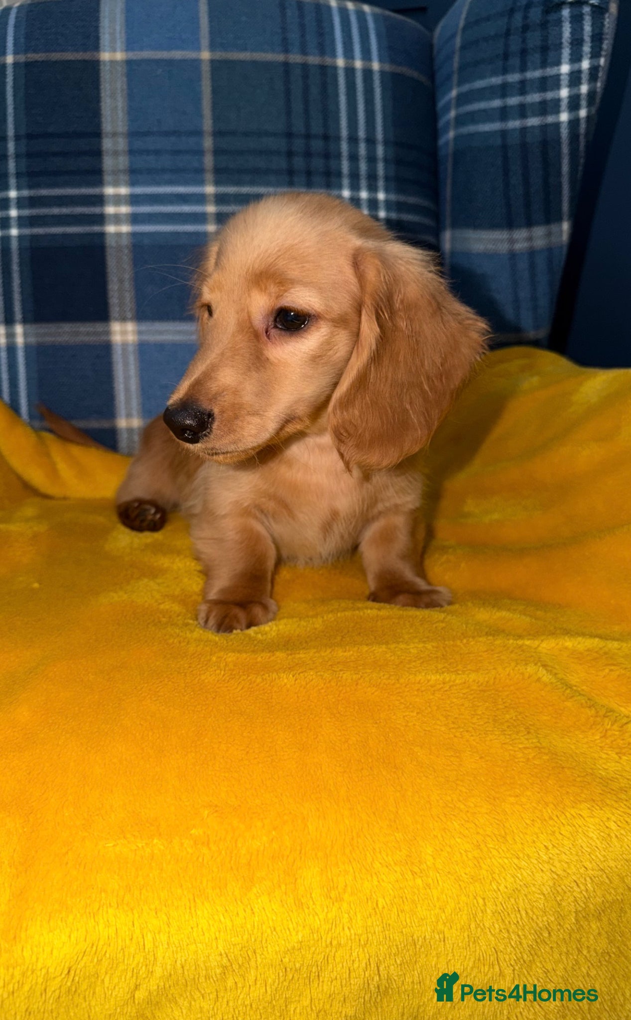 Miniature Dachshund dogs 🧡💛Stunning Longhaired Dachshund Puppies💛🧡 - Advert 2