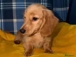 Miniature Dachshund dogs 🧡💛Stunning Longhaired Dachshund Puppies💛🧡 - Advert 2