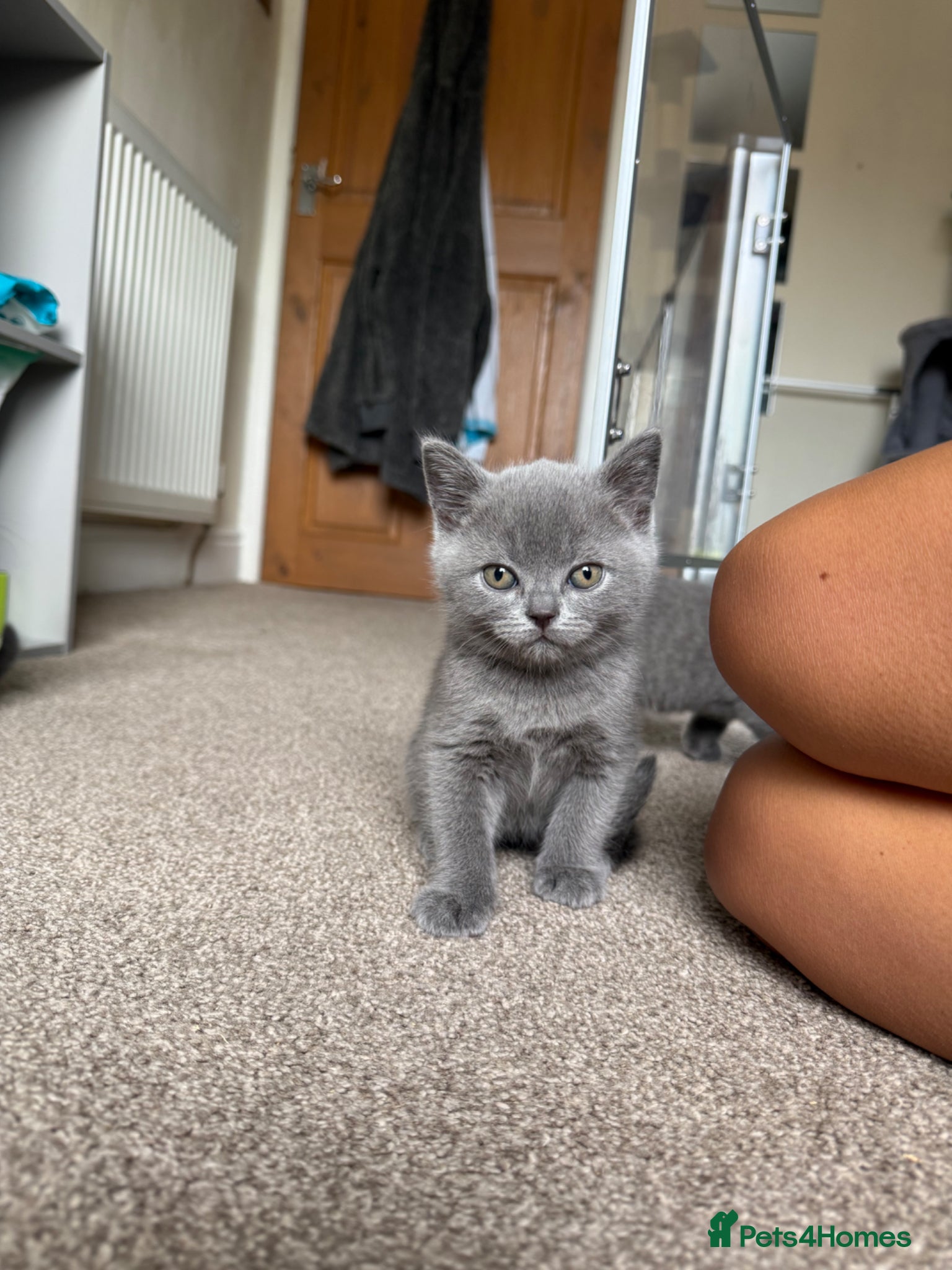 British Shorthair cats Stunning Litter of GCCF British Shorthairs - Advert 17