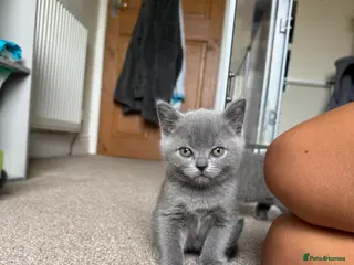 British Shorthair cats Stunning Litter of British Shorthairs - Advert 4