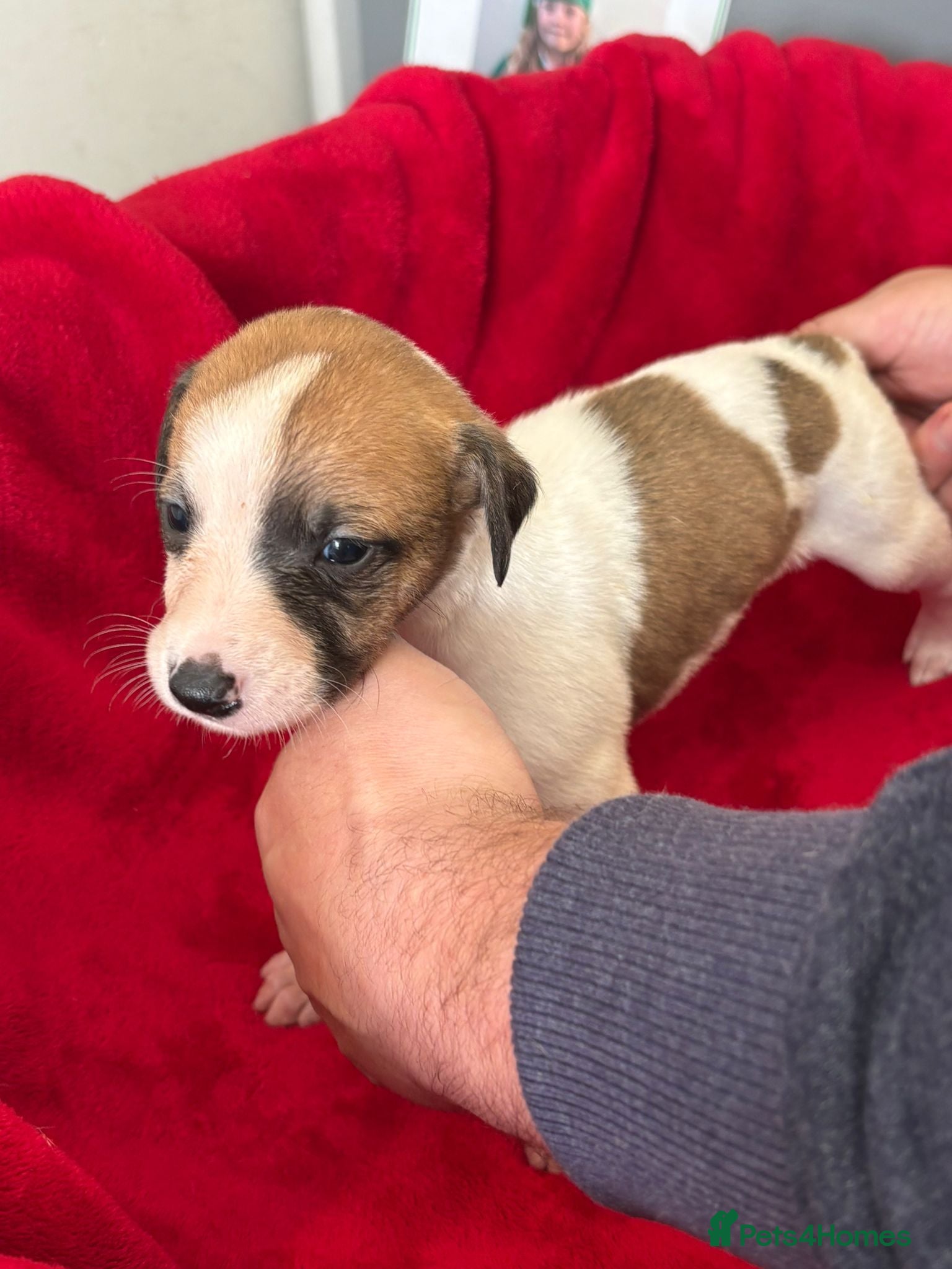 Mixed Breed Puppy 4