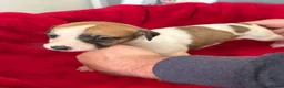 Mixed Breed dogs for sale: Saluki whippet greyhound - Advert 17