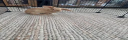 English Lop rabbits for sale: Rabbits  - Advert 6