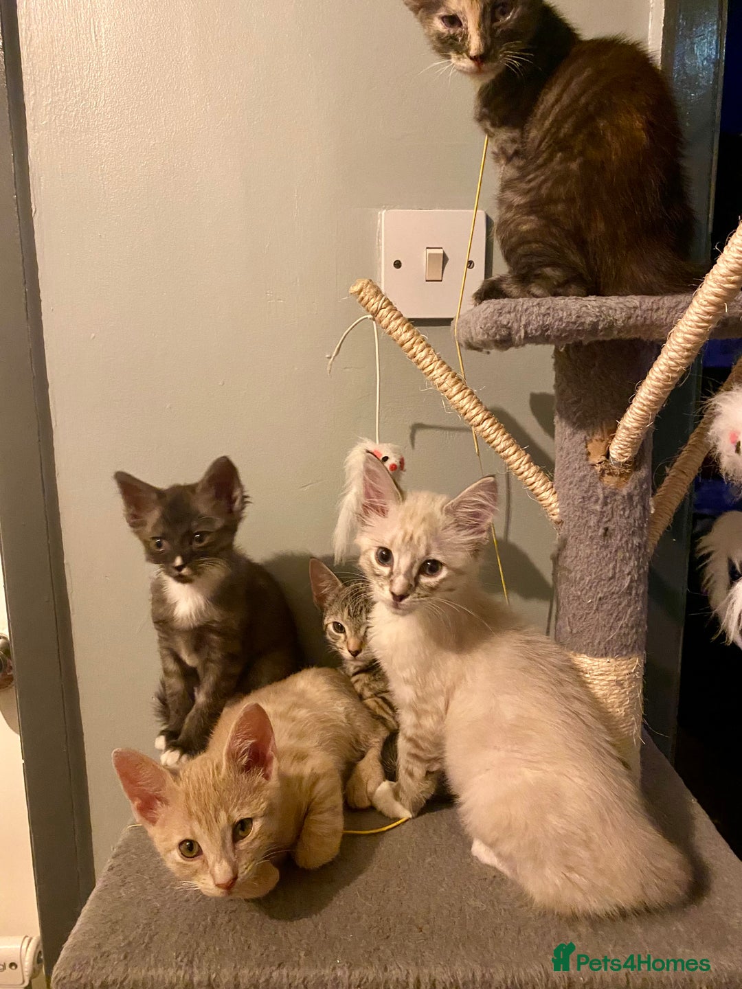 Mixed Breed cats for sale: Last little boy looking for forever home - Advert 4