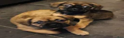 Mixed Breed dogs for sale: Beautiful puppies  - Advert 9