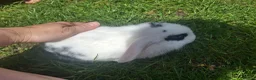 Dwarf Lop rabbits for sale: Dwarf Lop Baby Rabbits - Advert 4
