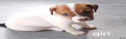 Jack Russell dogs for sale: Jack Russell puppies  - Advert 2