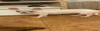Chihuahua 1