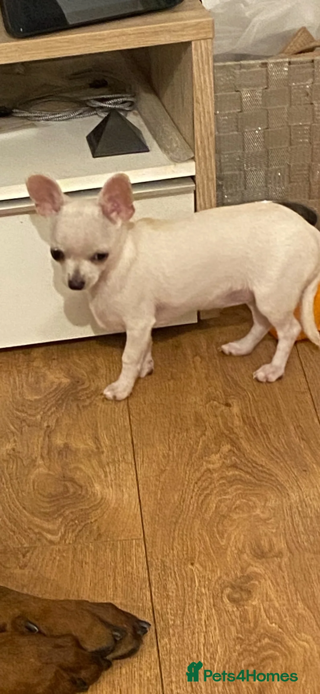 Chihuahua dogs for sale: Chihuahua puppy female  - Advert 2