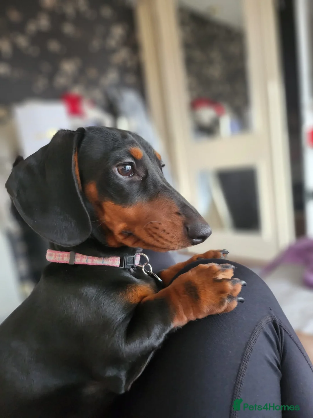 Miniature Dachshund dogs for sale:  Miniature Dachshund boys  - Advert 7