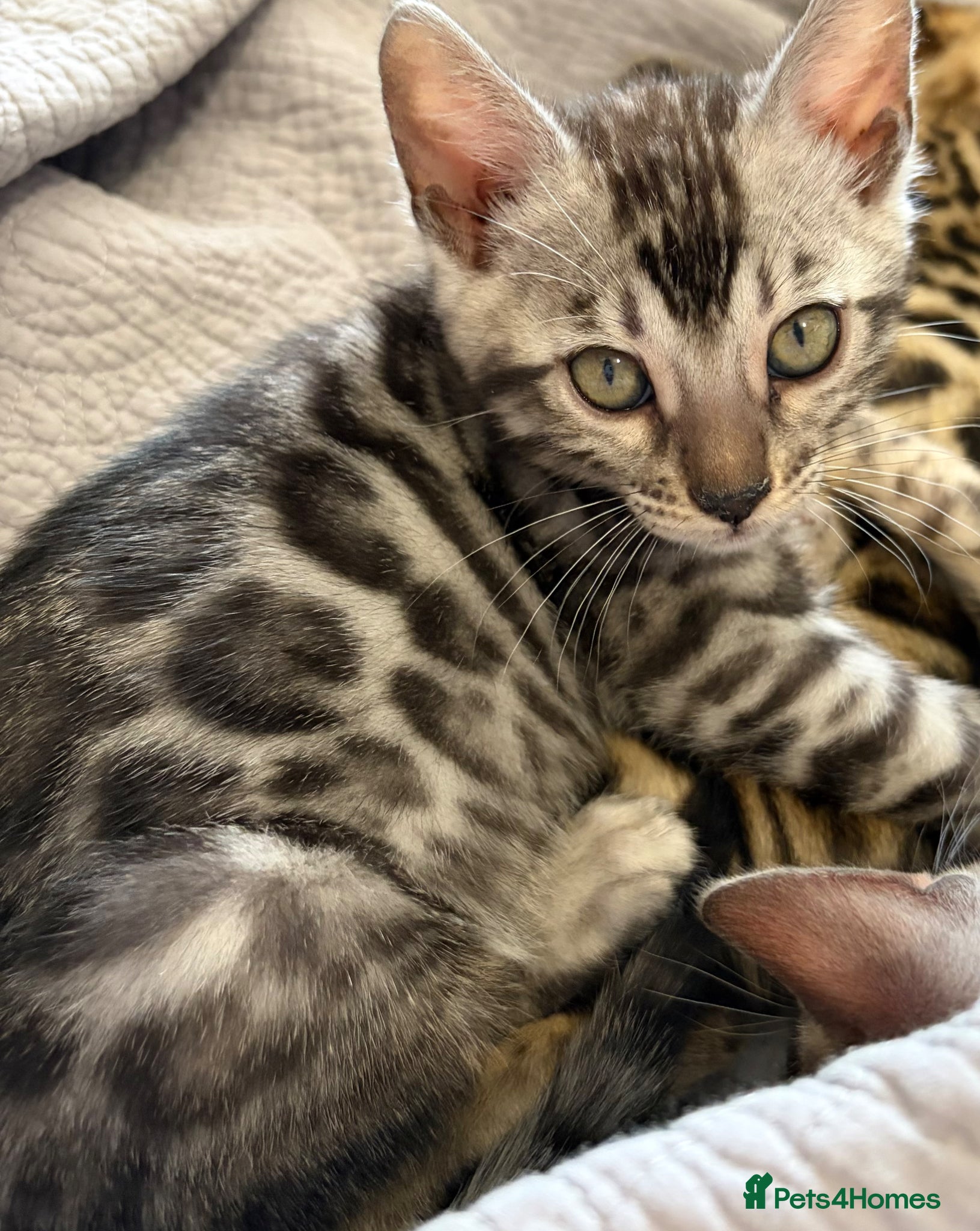 Bengal cats Last Gorgeous glitter coated Bengal Kittens  - Advert 1