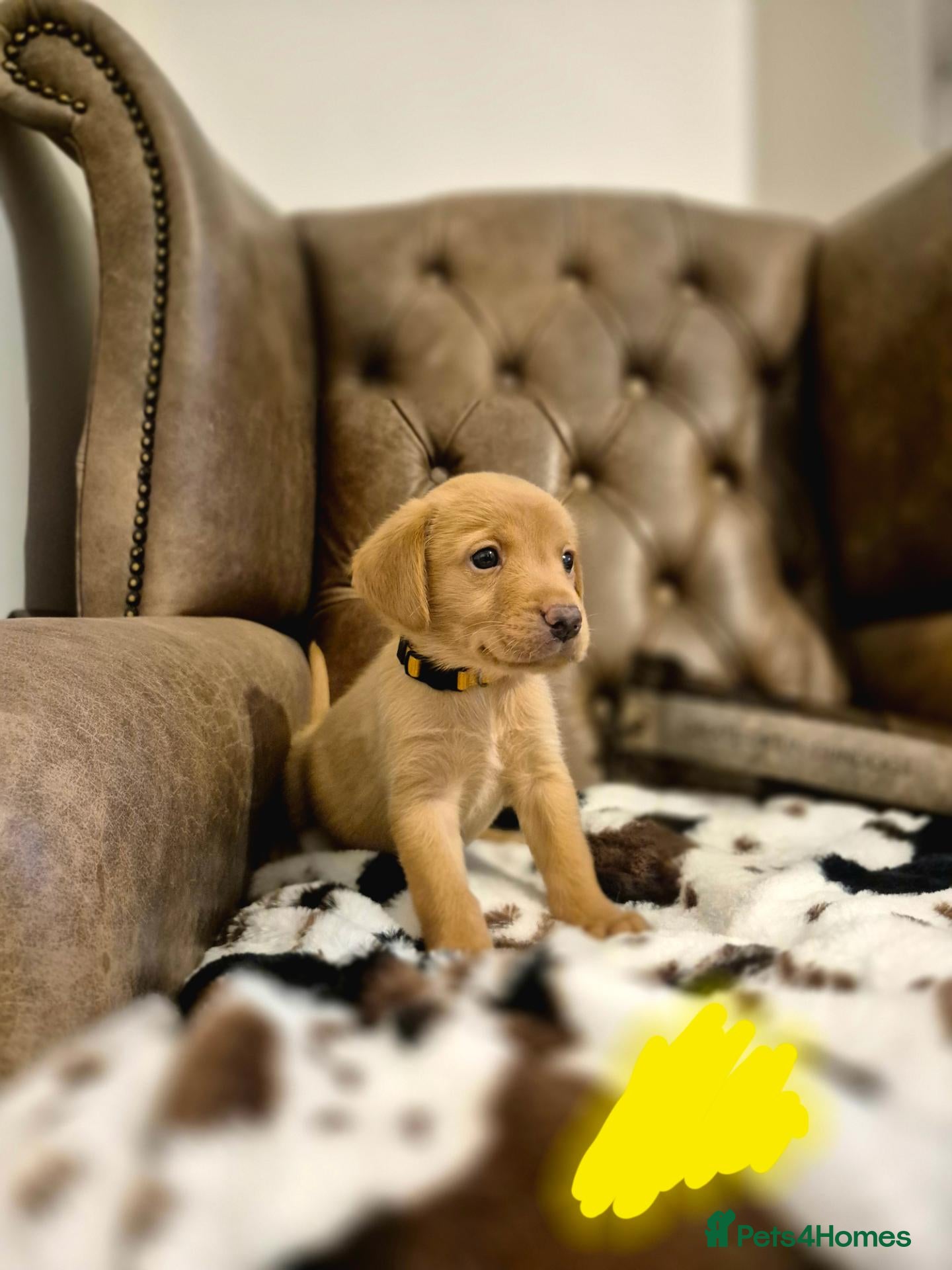 Labrador Retriever dogs for sale: ELITE FEILD TRAIL CHAMP 🏆 KC HEALTH TESTED PUPS - Advert 1