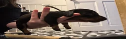 Miniature Dachshund dogs for sale: 5 miniature black & tan dachshunds  in Southport - Advert 6